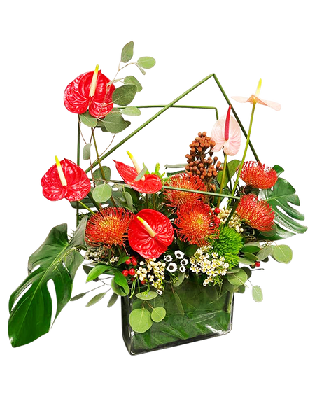 Anthurium Tropical Paradise (Large)