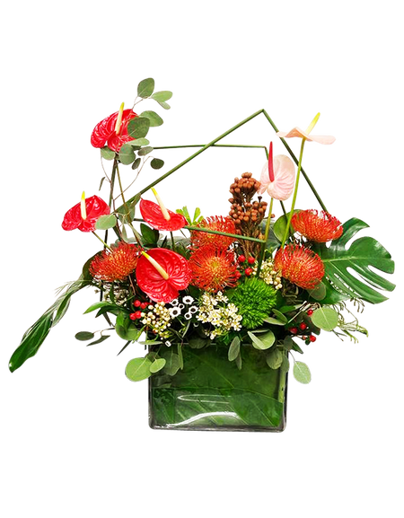 Anthurium Tropical Paradise (Large)