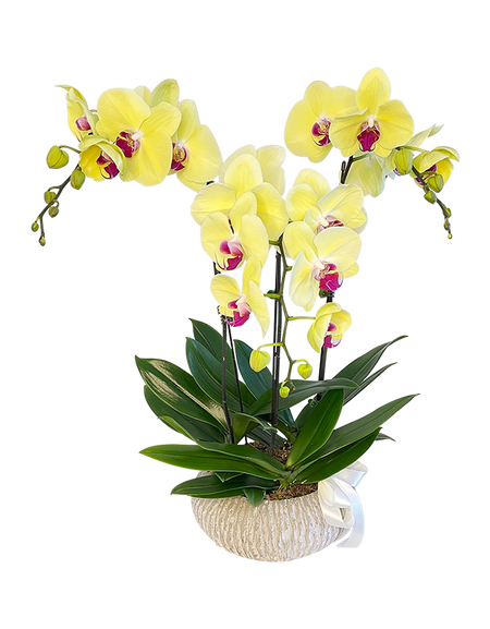 Tripple Yellow Phalaenopsis Orchid in Round Ceramic Pot