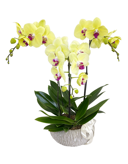 Tripple Yellow Phalaenopsis Orchid in Round Ceramic Pot