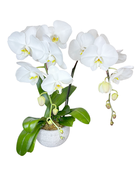 Twin White Phalaenopsis in round White ceramic pot