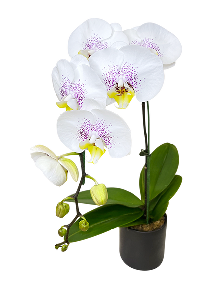 Single White Phalaenopsis