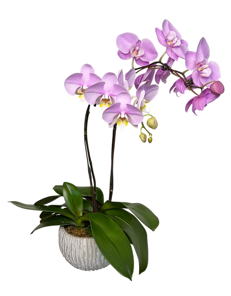 Twin Purple Phalaenopsis in round ceramic pot