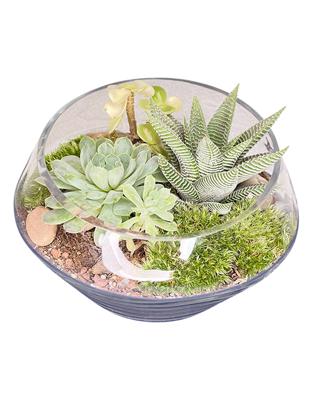 Classic Terrarium 01