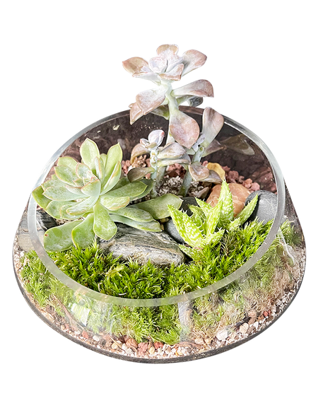 Contemporary Terrarium 03