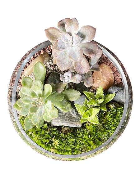 Contemporary Terrarium 03