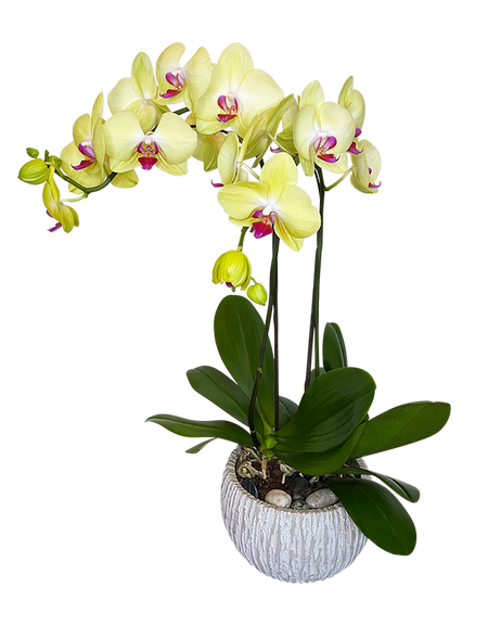 Twin Yellow Phalaenopsis in round ceramic pot