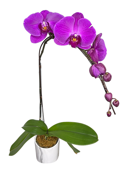 Single Purple Phalaenopsis Orchid