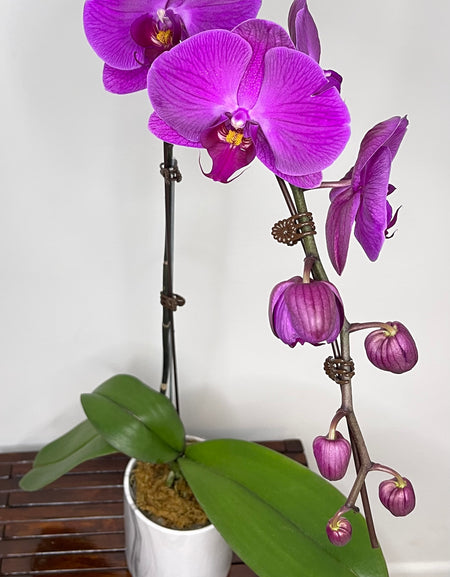 Single Purple Phalaenopsis Orchid