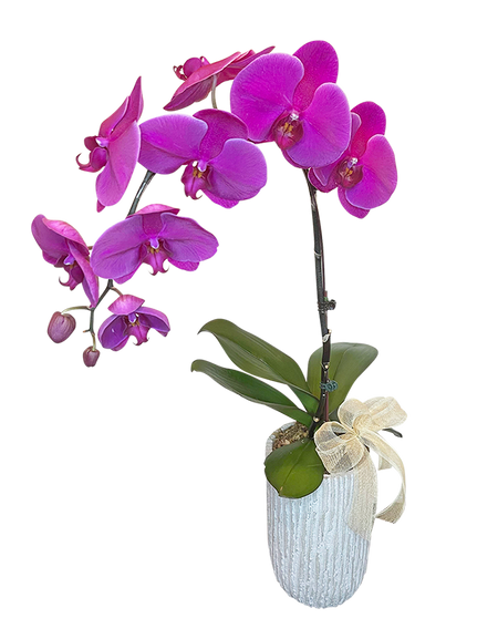 Single Purple Phalaenopsis Orchid in Tall ceramic vase