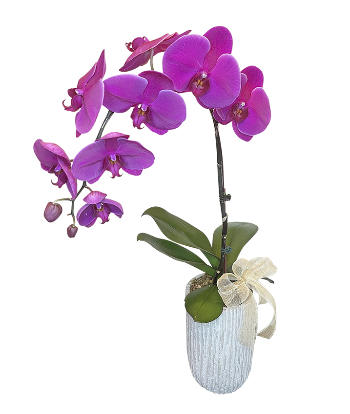 Single Purple Phalaenopsis Orchid in Tall ceramic vase