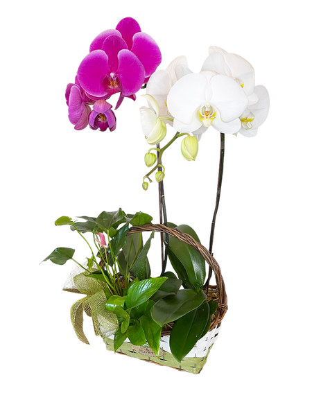 Twin Phalaenopsis (Purple & White Orchid) Basket