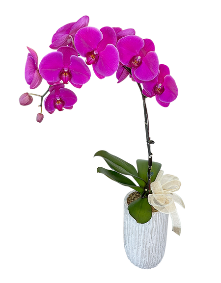 Single Purple Phalaenopsis Orchid in Tall ceramic vase