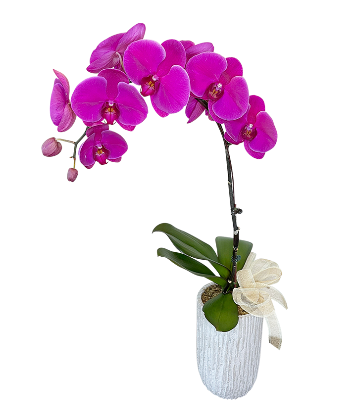 Single Purple Phalaenopsis Orchid in Tall ceramic vase