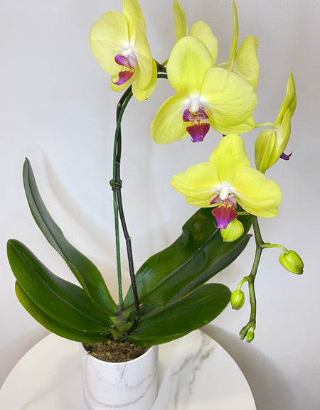 Single Yellow Phalaenopsis Orchid
