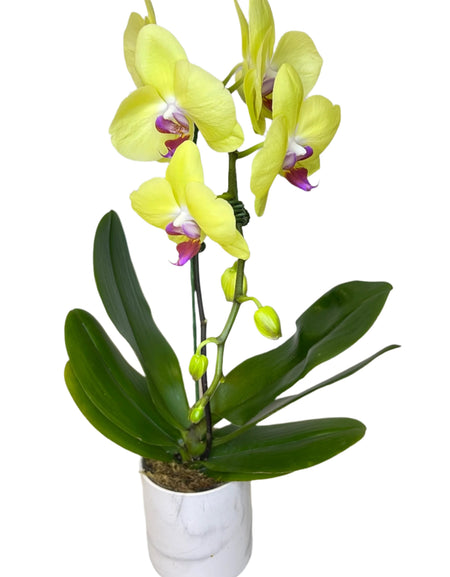 Single Yellow Phalaenopsis Orchid