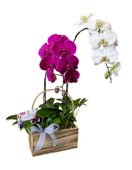 Twin Contrast Phalaenopsis Orchids