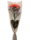 Single Carnation 2026