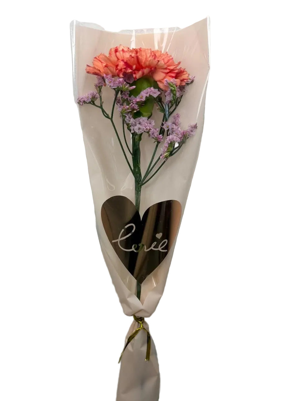 Single Carnation 2026