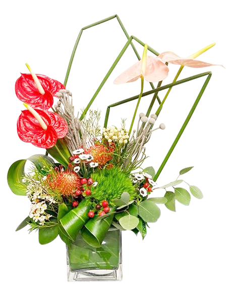 Anthurium Tropical Paradise (Medium)