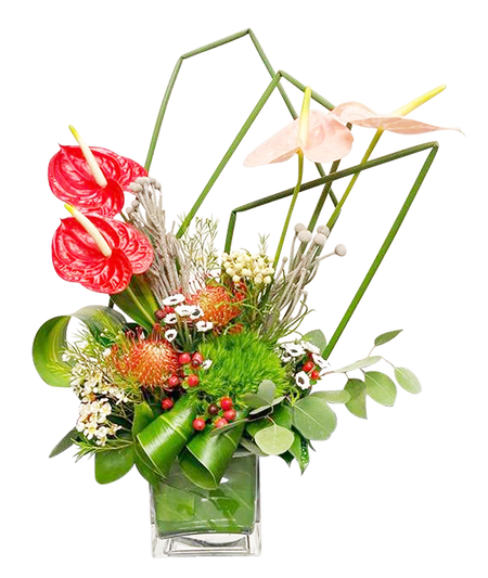 Anthurium Tropical Paradise (Medium)