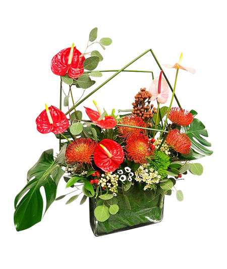 Anthurium Tropical Paradise (Large)