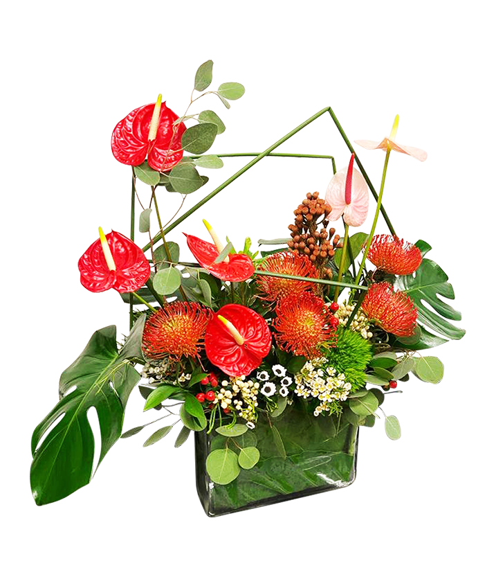 Anthurium Tropical Paradise (Large)