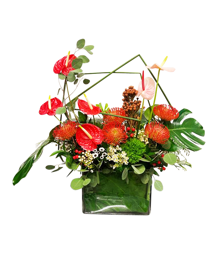 Anthurium Tropical Paradise (Large)
