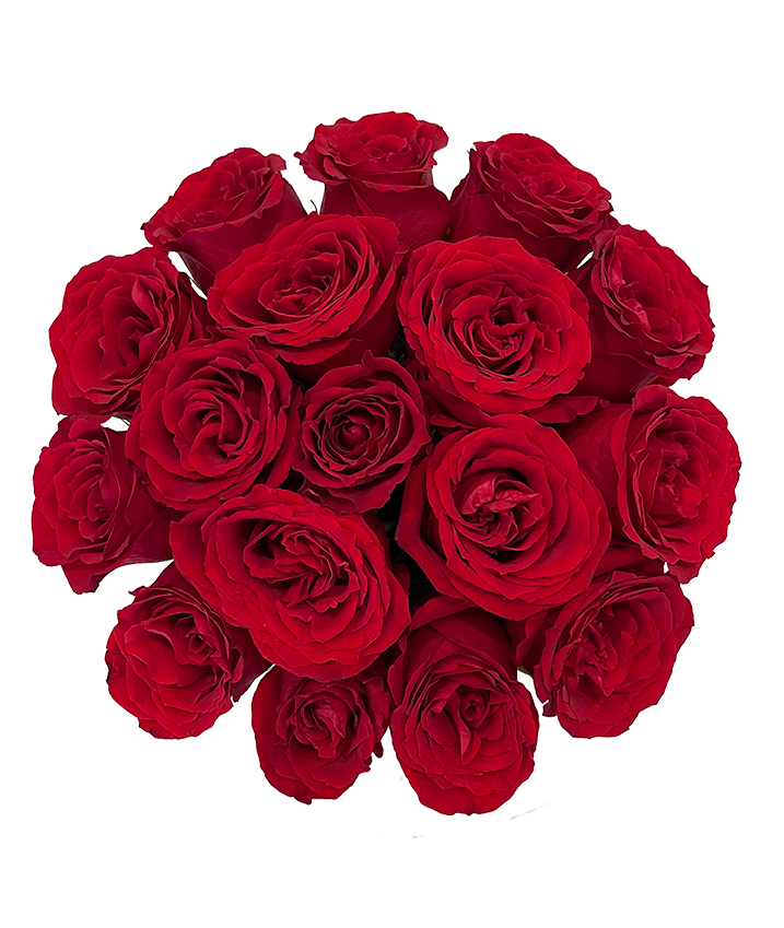 Red Rose in Elegant Bloom Box