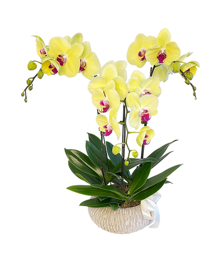 Tripple Yellow Phalaenopsis Orchid in Round Ceramic Pot