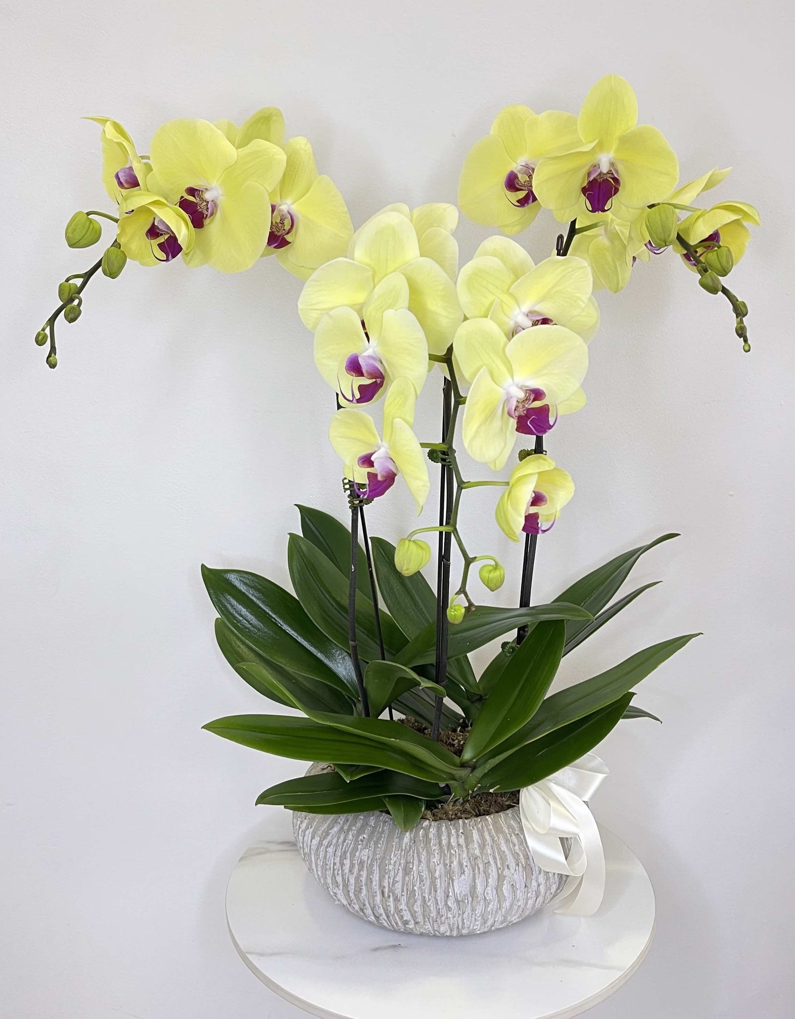 Tripple Yellow Phalaenopsis Orchid in Round Ceramic Pot