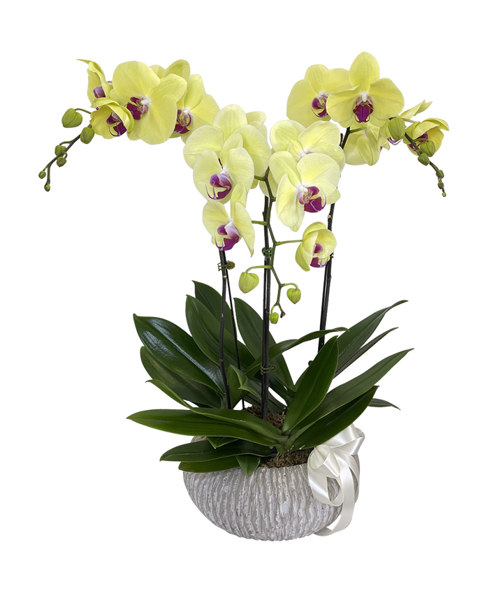 Tripple Yellow Phalaenopsis Orchid in Round Ceramic Pot