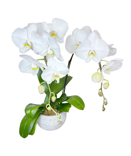 Twin White Phalaenopsis in round White ceramic pot