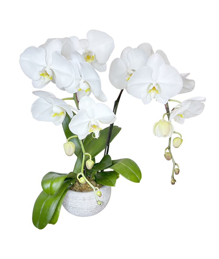 Twin White Phalaenopsis in round White ceramic pot
