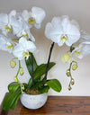 Twin White Phalaenopsis in round White ceramic pot