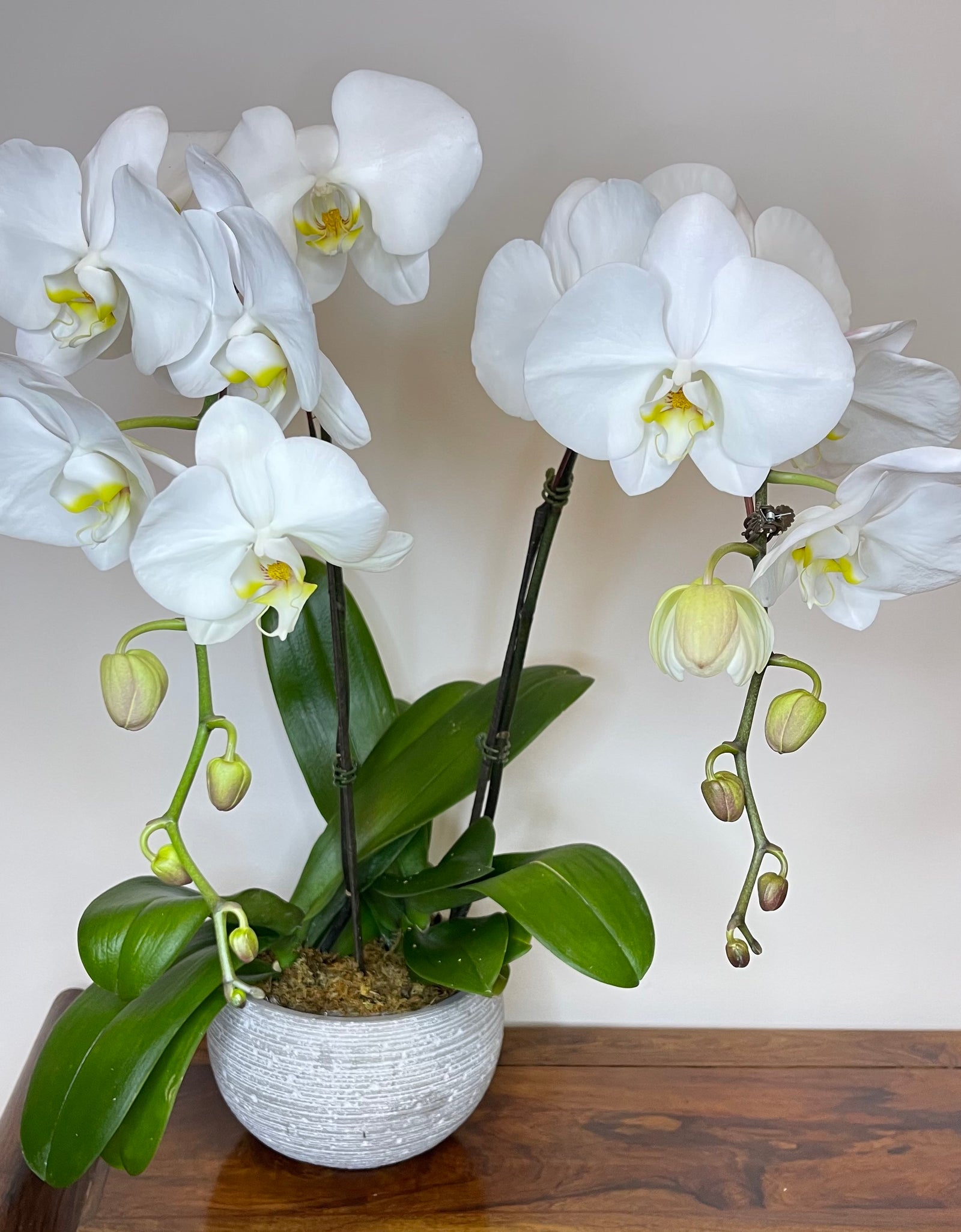 Twin White Phalaenopsis in round White ceramic pot