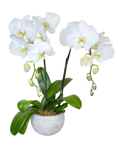 Twin White Phalaenopsis in round White ceramic pot
