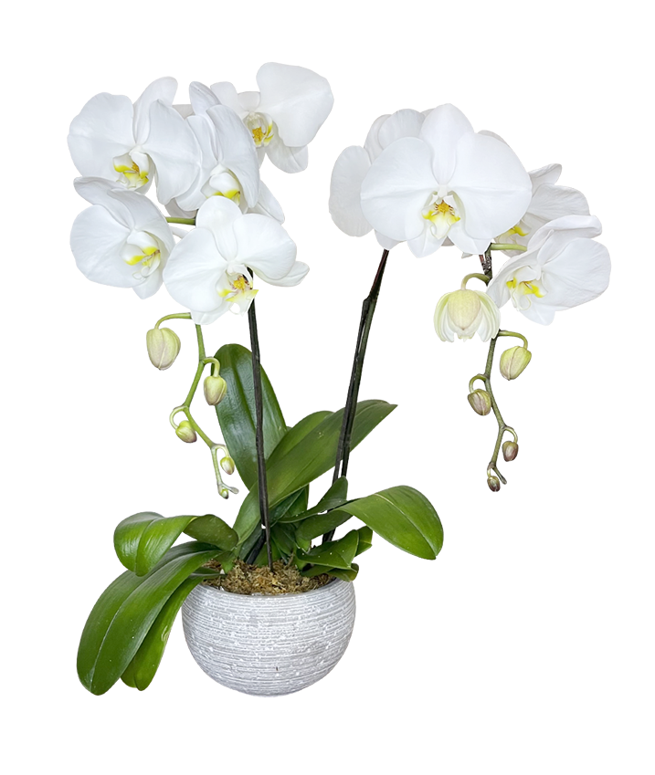 Twin White Phalaenopsis in round White ceramic pot