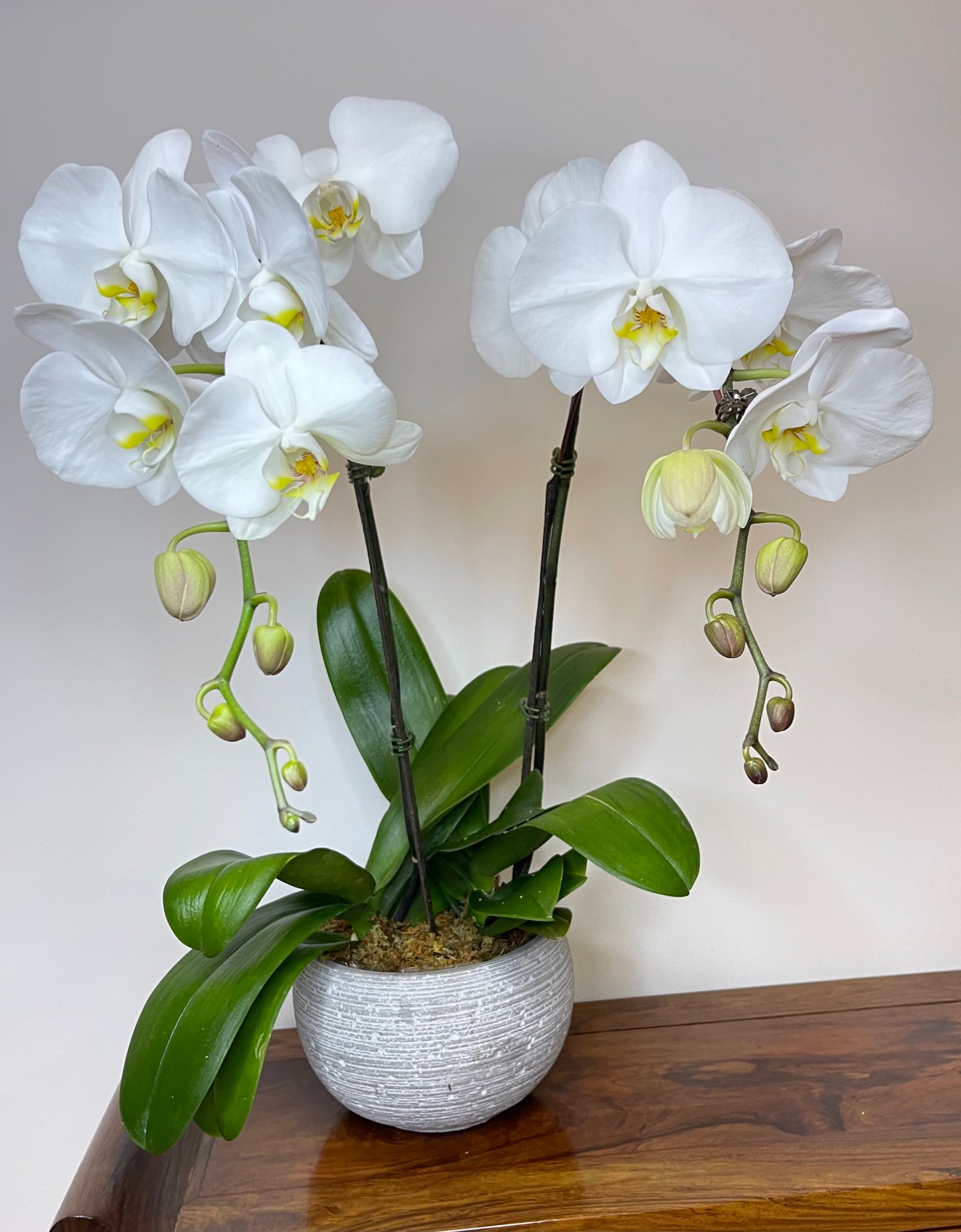 Twin White Phalaenopsis in round White ceramic pot