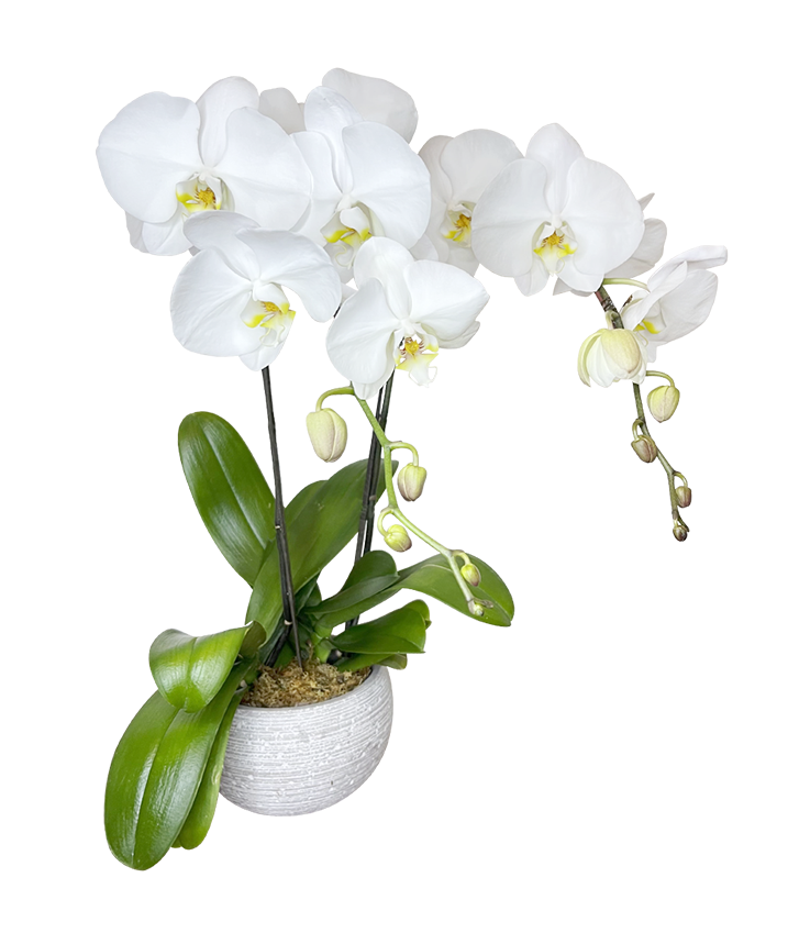 Twin White Phalaenopsis in round White ceramic pot
