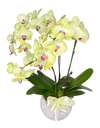 Tripple Yellow Phalaenopsis Orchid in round ceramic pot