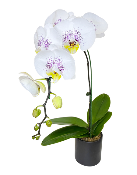Single White Phalaenopsis