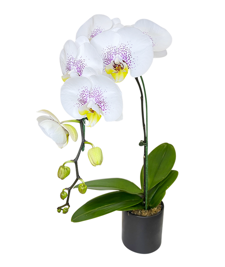 Single Light Purple Phalaenopsis