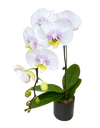 Single White Phalaenopsis Orchid in round ceramic pot