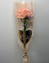 Single Carnation 2026