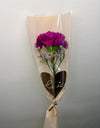 Single Carnation 2026