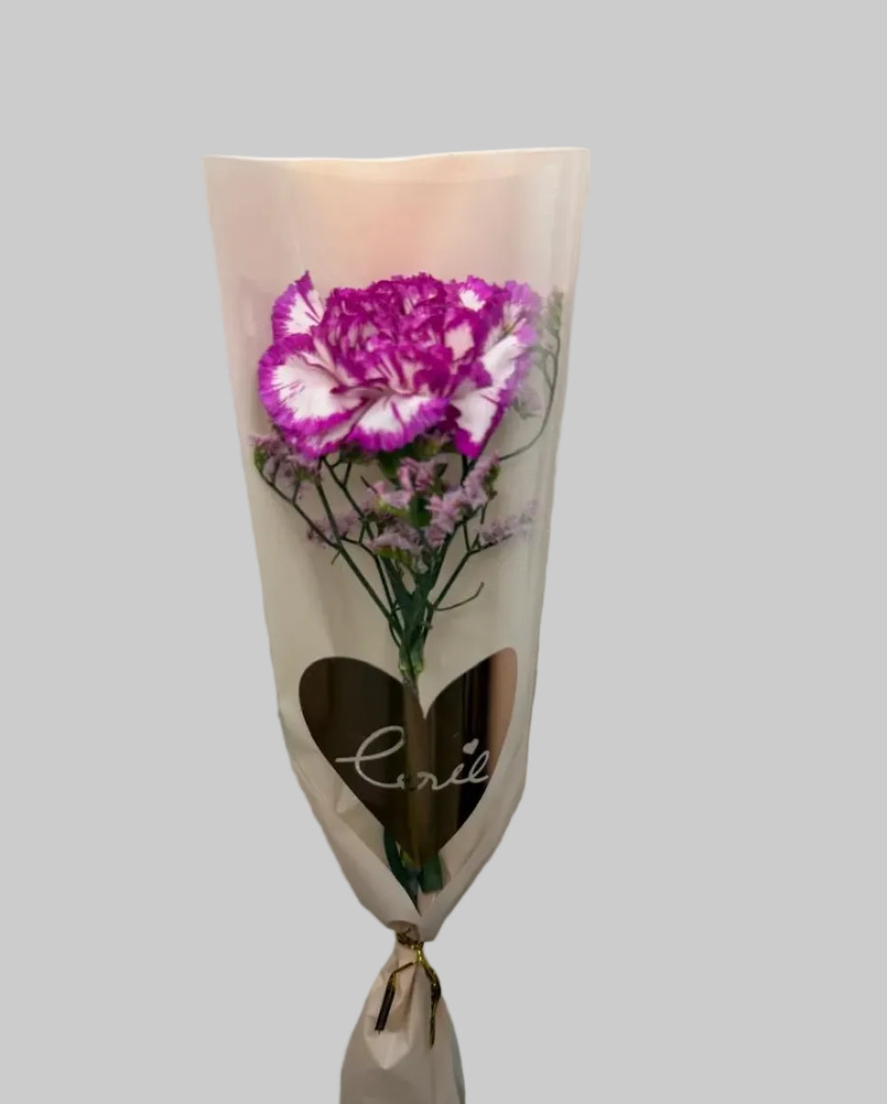 Single Carnation 2026