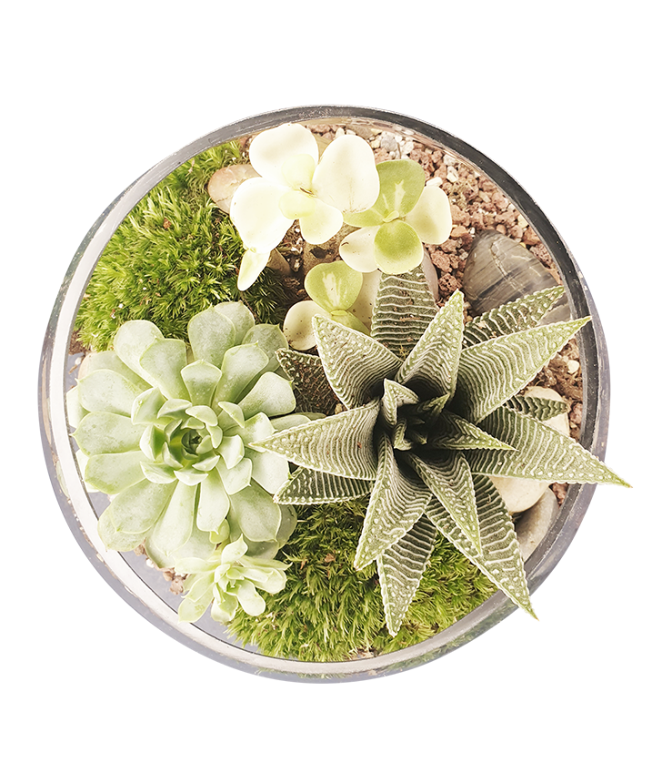 Classic Terrarium 01