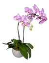 Twin Purple Phalaenopsis in round ceramic pot