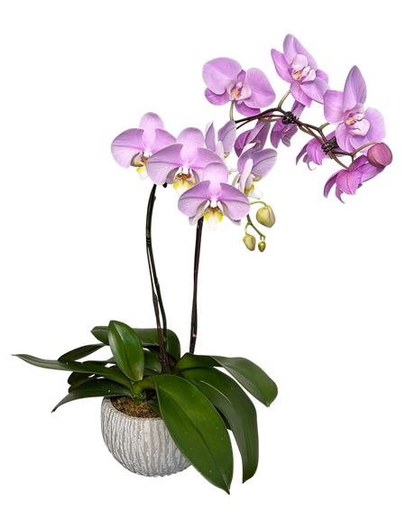 Twin Purple Phalaenopsis in round ceramic pot